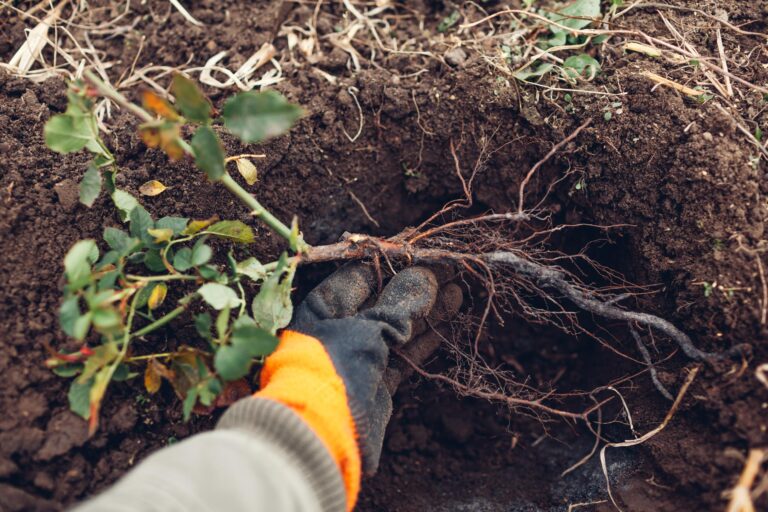 Planting a rose bush