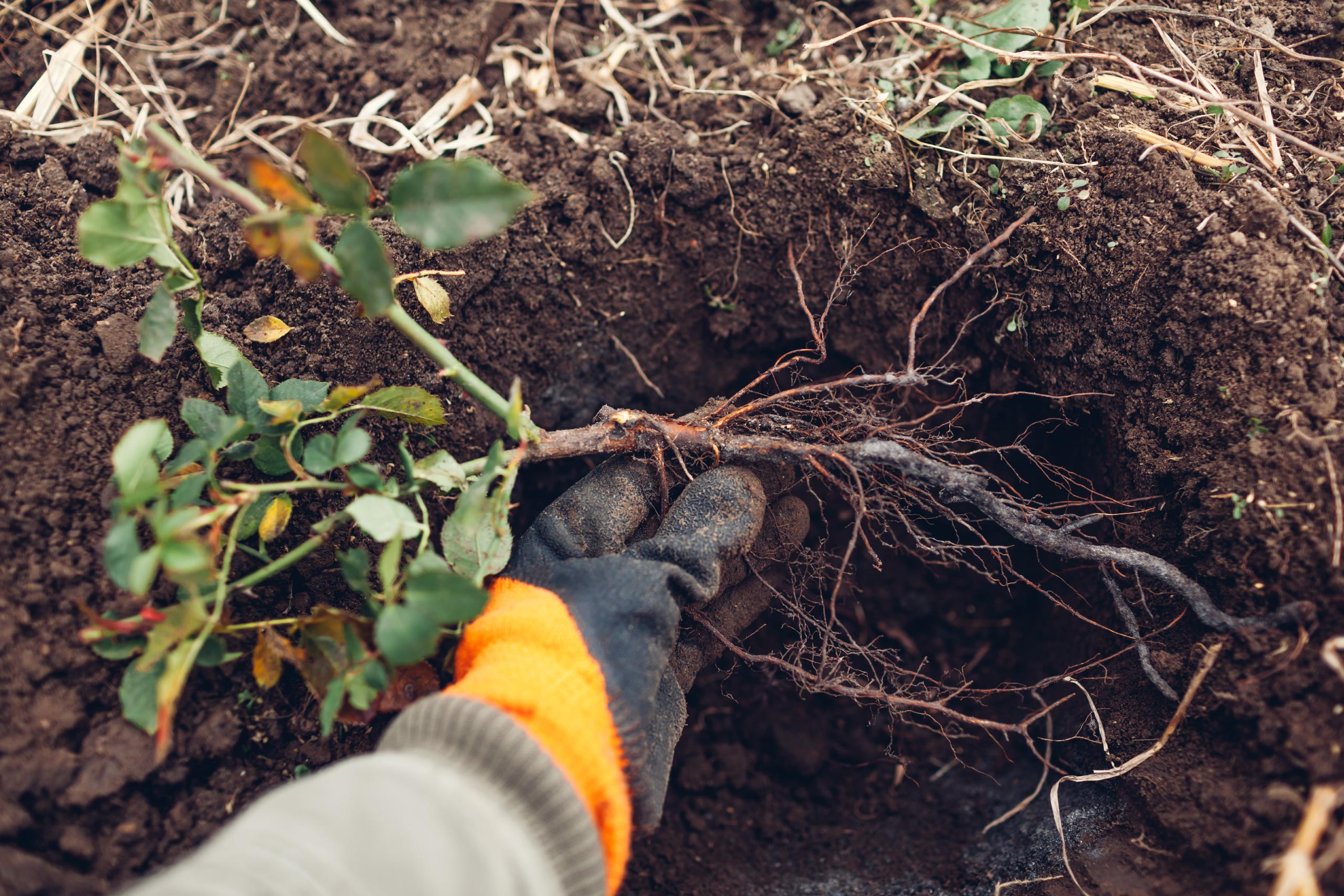 Planting a rose bush