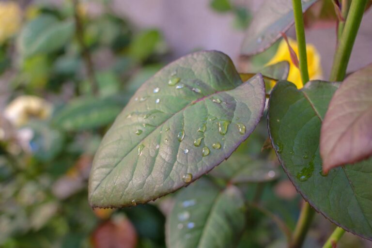 Moisture on rose bush leaves