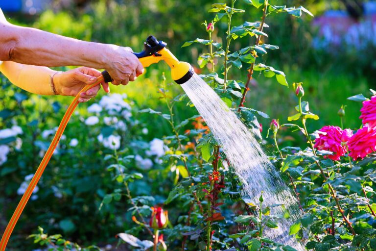 Watering Your Roses