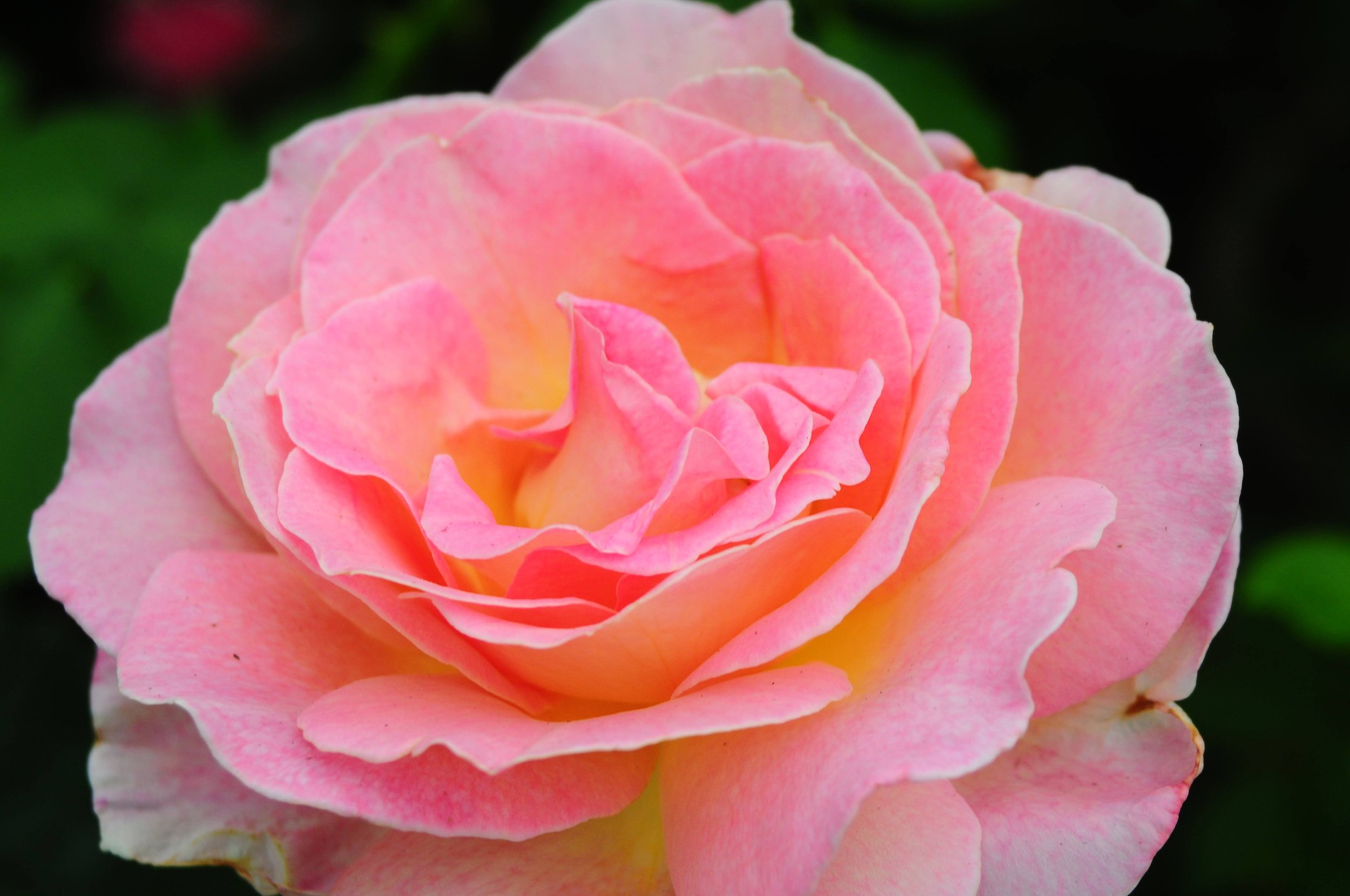 Schmidts Rose 101