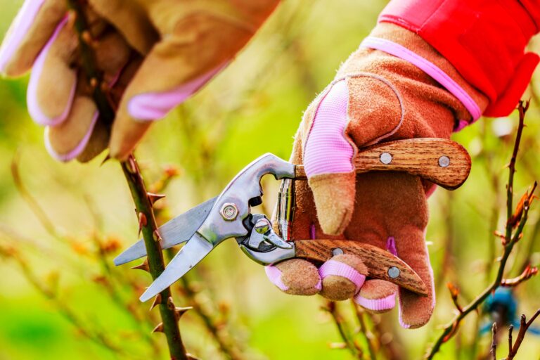 Pruning roses