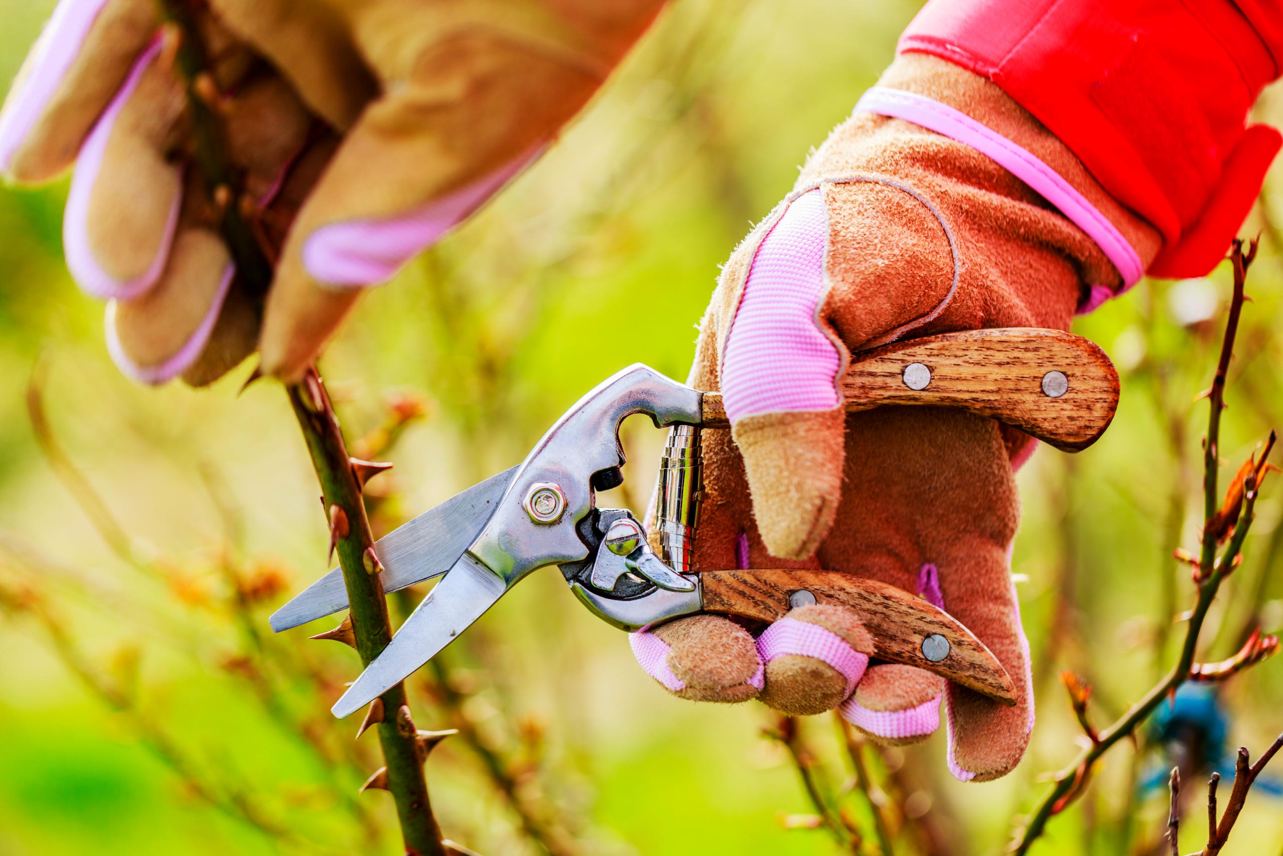 Pruning roses