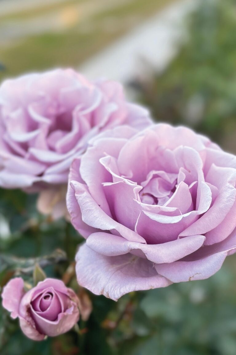Preparing for Utah Rose Show 2025