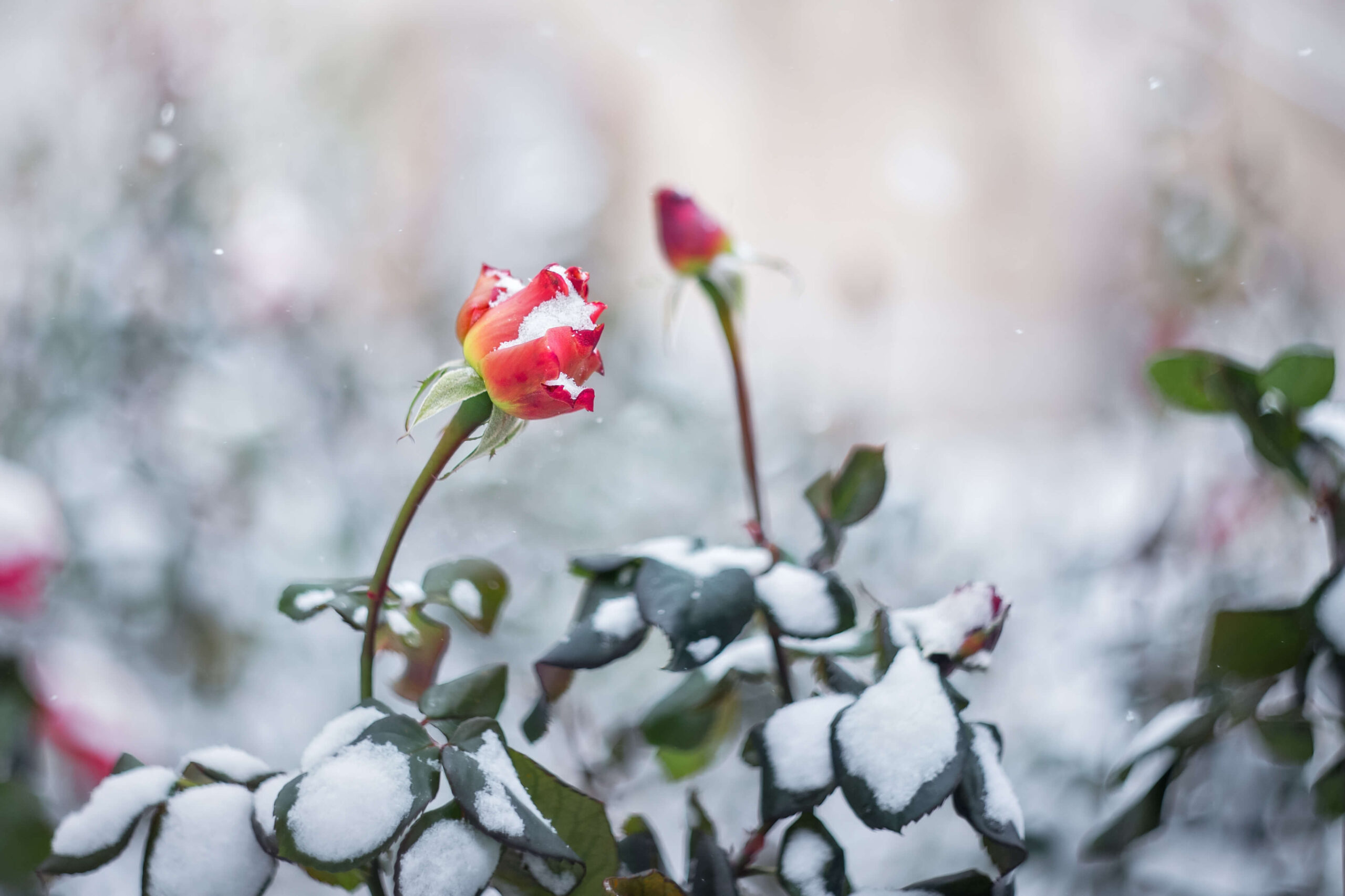 roses in winter Utah