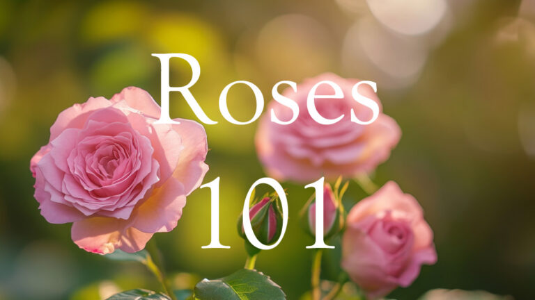 Class: Roses 101