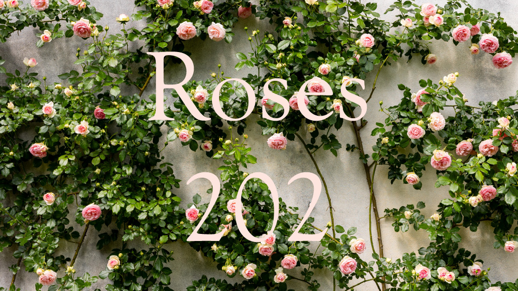 Classes: Roses 202